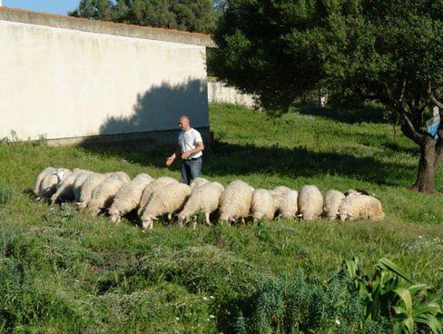 Agriturismo Didone ドルガーリ エクステリア 写真